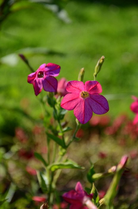 Nicotiana x sanderae 'Perfume rose brillant' (2)
